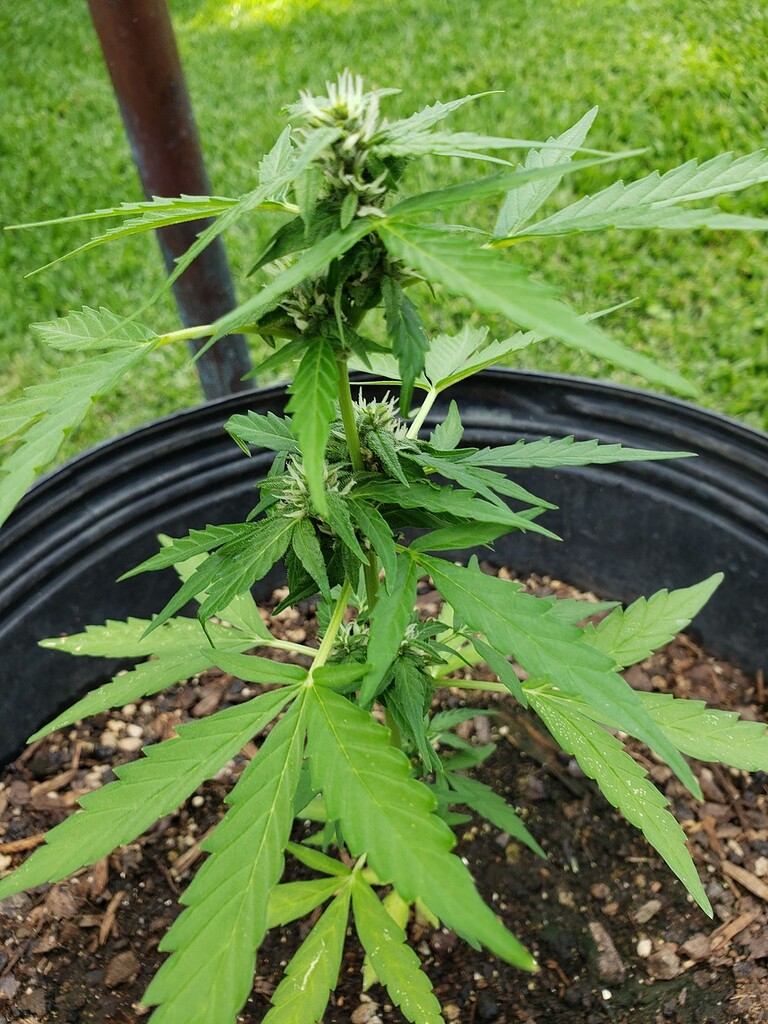 California Dream plants stopped growing Flowering I Love Growing