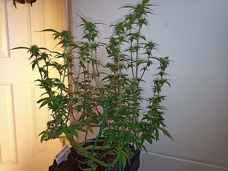 IMG_20210121_104416_578