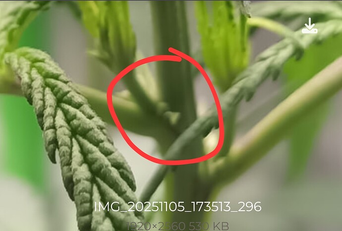 Screenshot_20251106-090910_Firefox