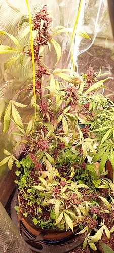 IMG_20220616_134339