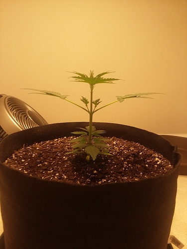 GSC