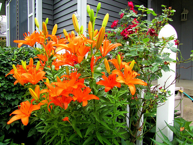 The lily from the family Liliaceae, commonly called Tiger Lily. Definitely poisonous.