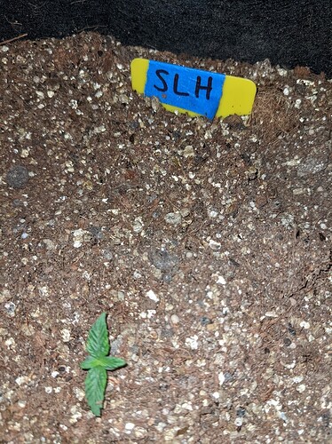 slh1