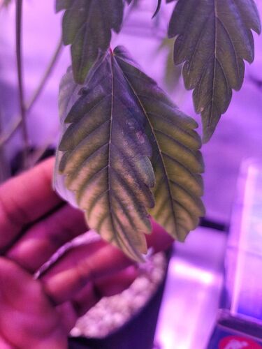20210327_081533_compress90