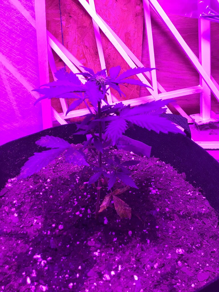 Why are my plants so small and flowering? Help! Autoflowers I Love