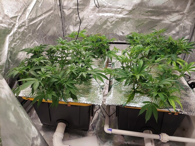 Totes grow