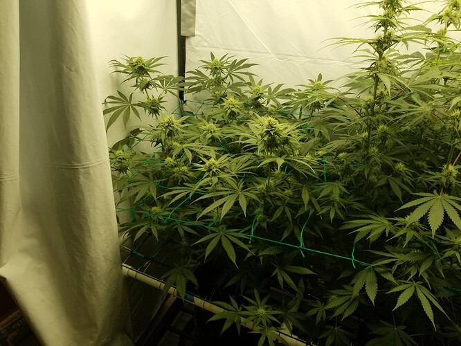9a