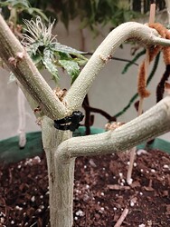IMG_20241123_180917321_MP_053325