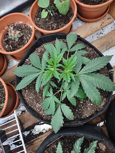 16353831077523799481995236235706