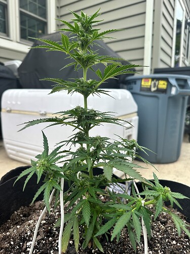 GDP26723