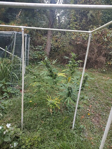 IMG_20240923_174943602