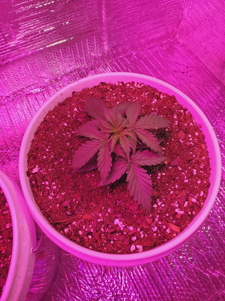 Autoflower topping Autoflowers I Love Growing Marijuana Forum