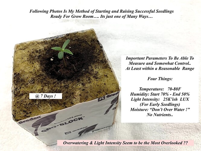 Seedlings1