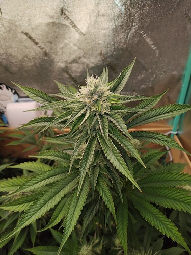 IMG_20240518_055908890