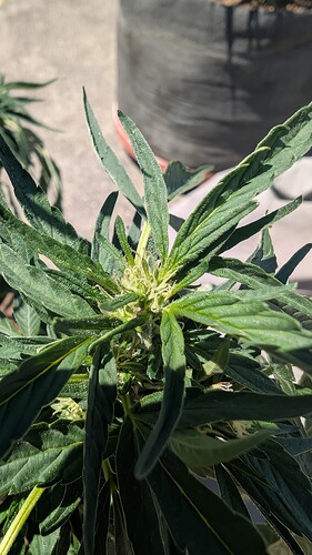 PXL_20250713_185626965