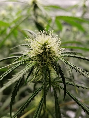 Day 49 (day7 flower) PH BUD