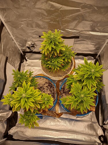 IMG_20210331_064714088_HDR