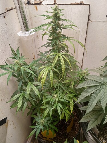 IMG_20251014_221640809_HDR
