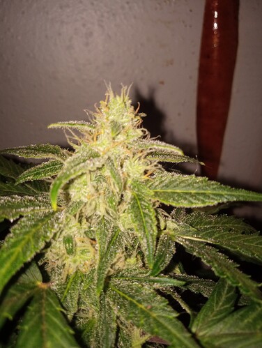 IMG_20251226_172607524