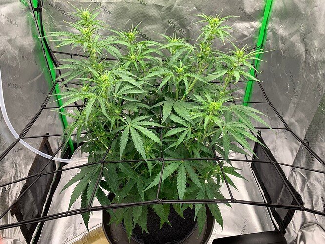 Medusa F1 10-27-2025