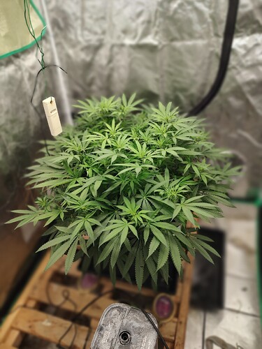 IMG_20251021_045053562_MF_PORTRAIT