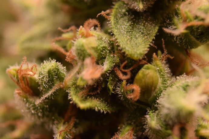 WT-2 Day 80 Bud CU 2