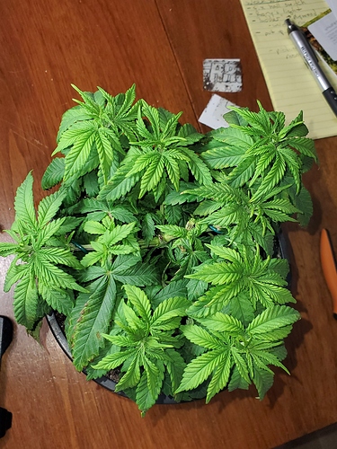 1600264604510882867663965307262