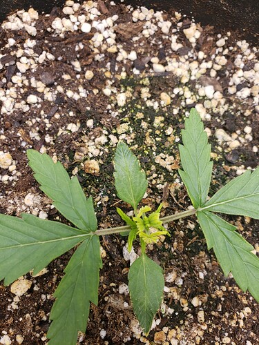 16045911958682172309027309443182