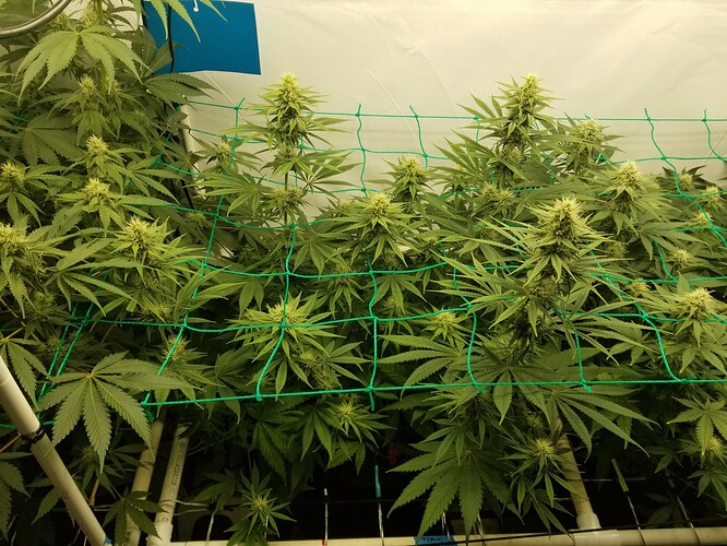 9a