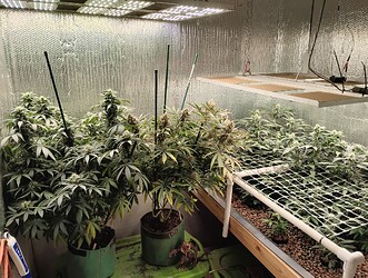 IMG_20241113_182517709_HDR_120727