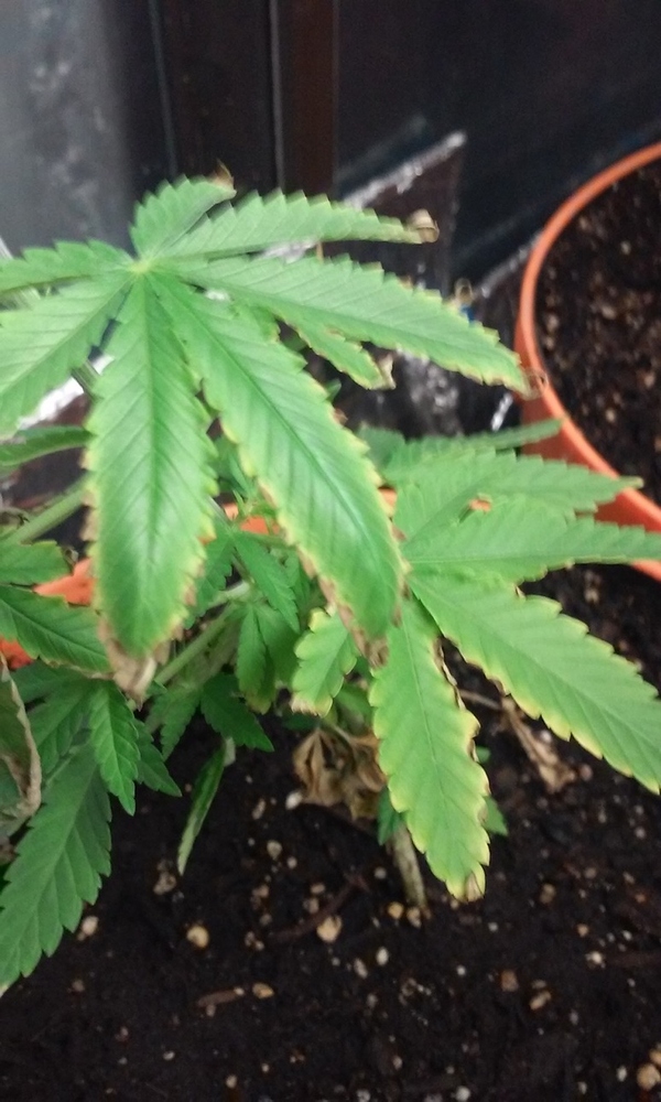 I grew this in Miracle Grow potting soil - Indoor Growing - ILGM Forum