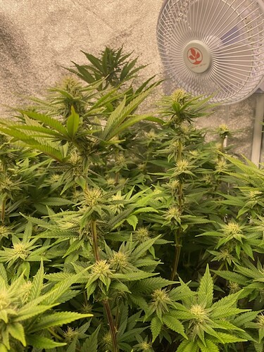 9-27 gg4 4