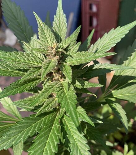 Blueberry at 7 weeks
