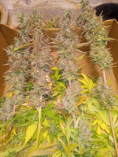 IMG_20251102_184519957