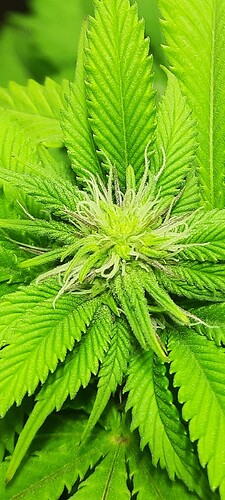 Screenshot_20201220-054850_Gallery