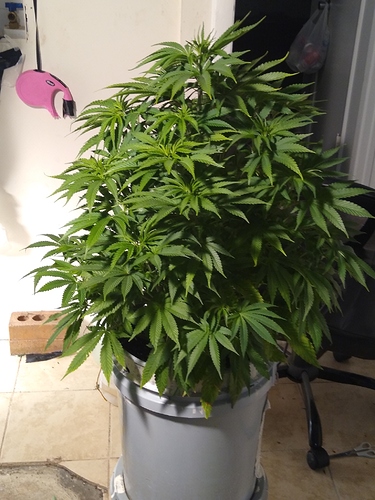 IMG_20200907_015220978