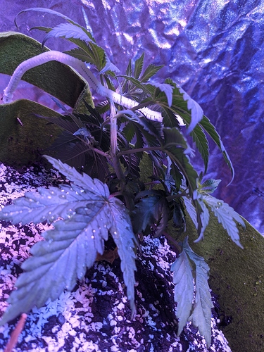 IMG_20200607_072020_MP