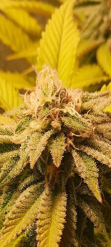 Screenshot_20210107-194041_Gallery