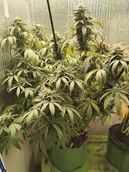IMG_20241123_180927241_HDR_053302