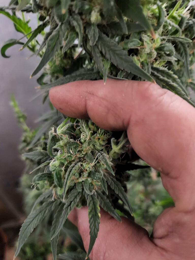 Airy buds please help Grow Support I Love Growing Marijuana Forum