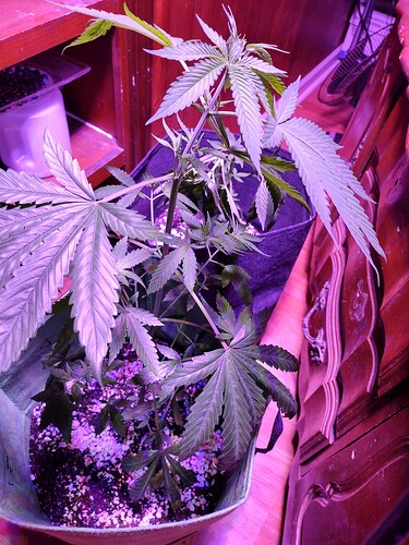 IMG_20230617_134125812_HDR