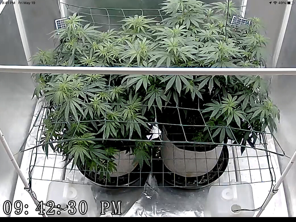 My Updated Grow Room Grow Journals I Love Growing Marijuana Forum