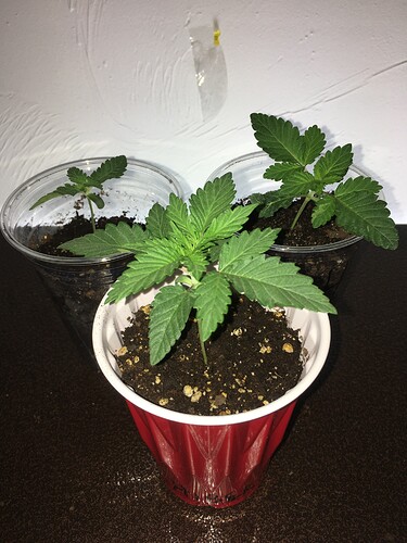 2A4D60E8-BEC0-4434-8215-CF71B26D57E7