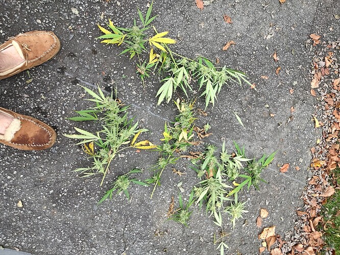 IMG_20240929_103503976_HDR