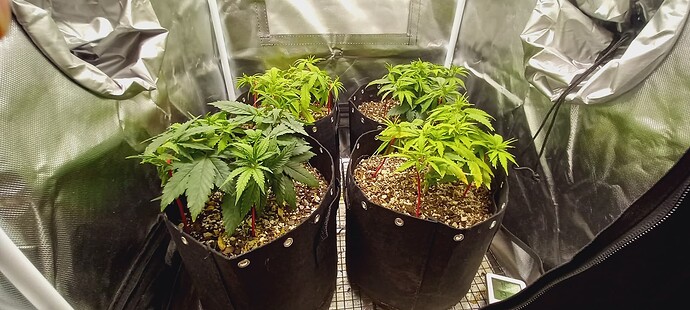 Cannabis Photo II