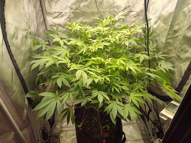 IMG_20240524_063012709_HDR