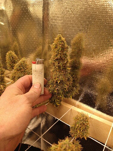 IMG_20220206_174653160