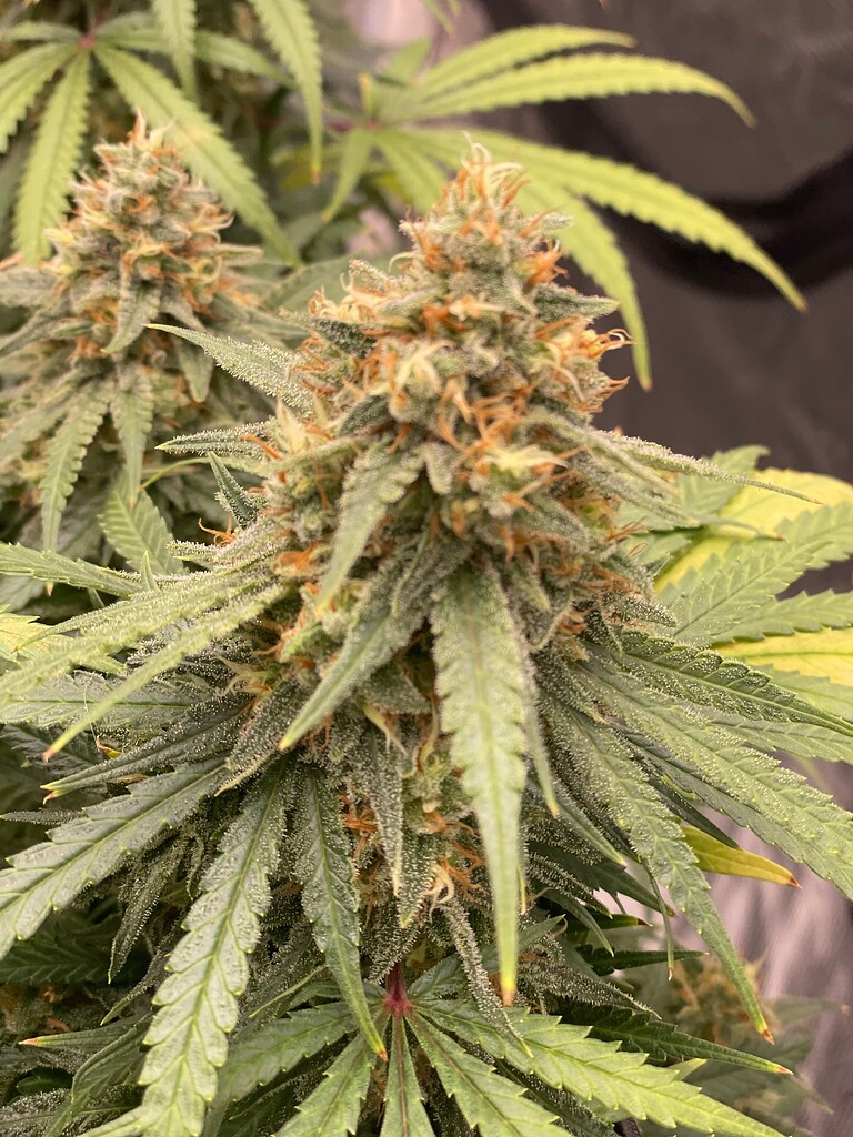 about-one-or-two-weeks-left-flowering-i-love-growing-marijuana-forum