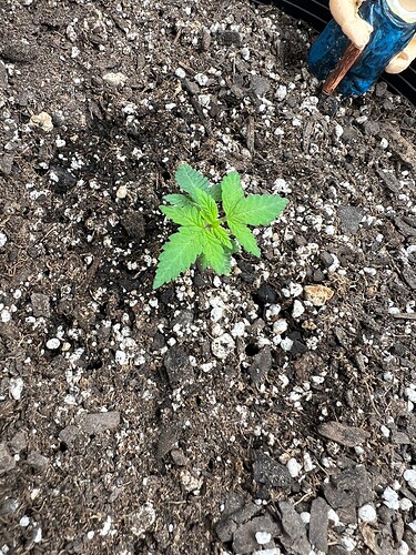 Bubba Kush