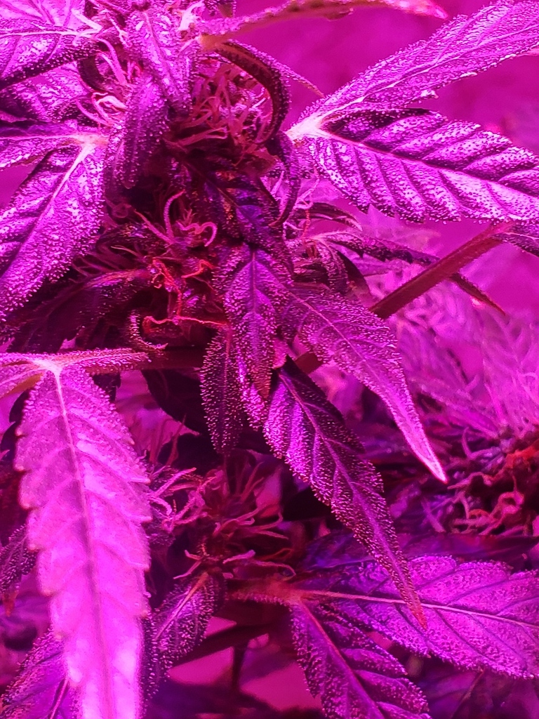Autoflower not flowering after 3 months Autoflowers I Love Growing